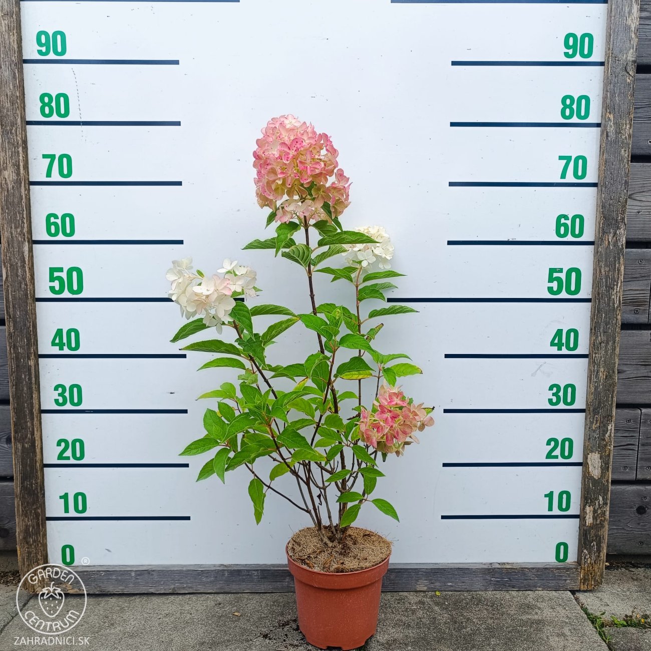 Obrázok Hortenzia metlinatá (Hydrangea paniculata) ‘LIVING PINK & ROSE’® by LIVING CREATIONS® - výška 50-70 cm, kont. C2L